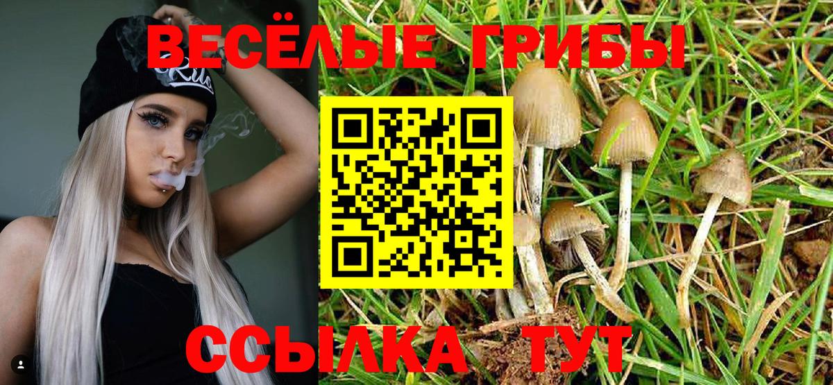 Галлюциногенные грибы Psilocybe Лениногорск